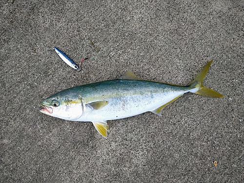 ヤズの釣果