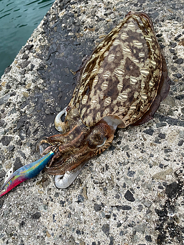 コウイカの釣果