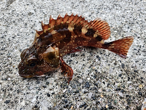 カサゴの釣果