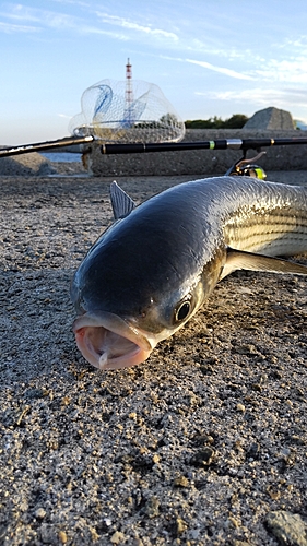 ボラの釣果