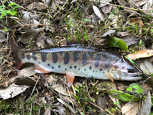 ヤマメの釣果