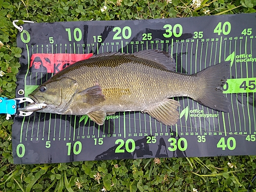 スモールマウスバスの釣果