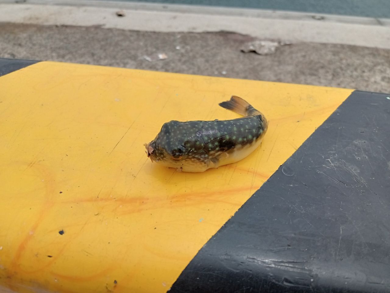 クサフグ