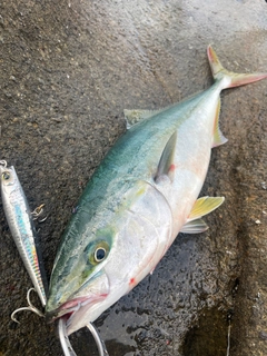 イナダの釣果