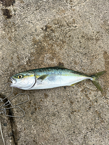 ワカシの釣果