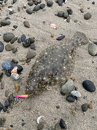 ソゲの釣果