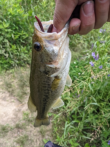 ブラックバスの釣果