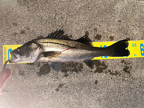 シーバスの釣果