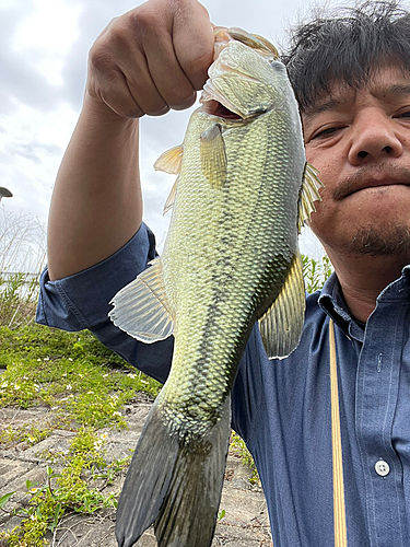 ラージマウスバスの釣果