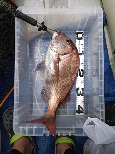 マダイの釣果