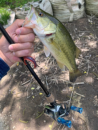 ラージマウスバスの釣果