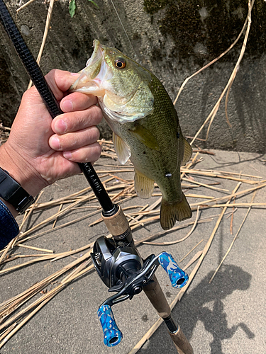 ラージマウスバスの釣果