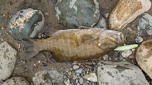 スモールマウスバスの釣果