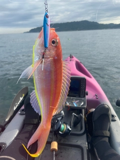 イトヨリダイの釣果