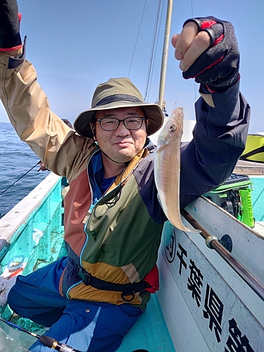 シロギスの釣果