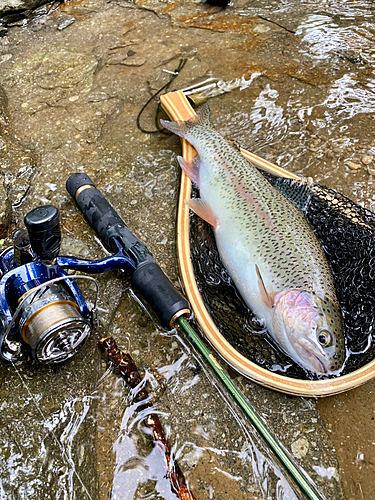 ニジマスの釣果