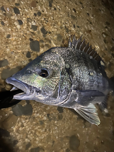 チヌの釣果