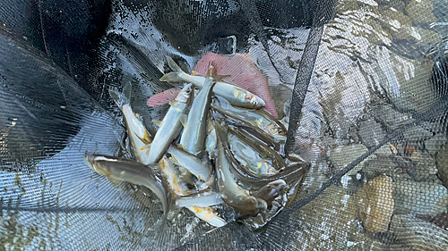 アユの釣果