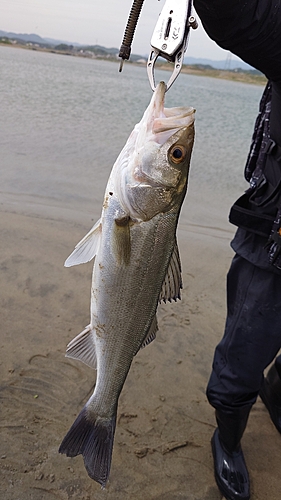 スズキの釣果