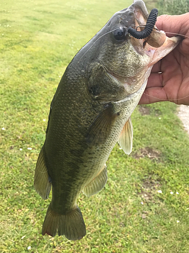 ラージマウスバスの釣果