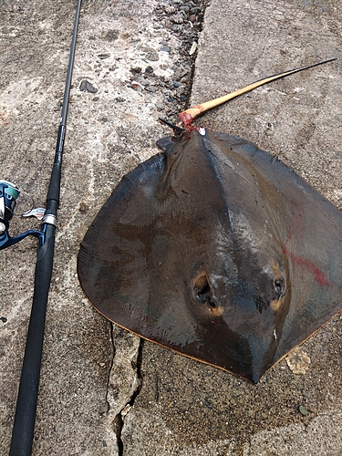 アカエイの釣果