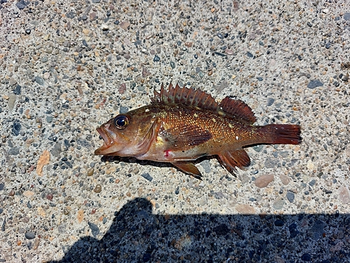 メバルの釣果