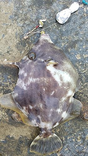 カワハギの釣果