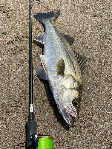 スズキの釣果