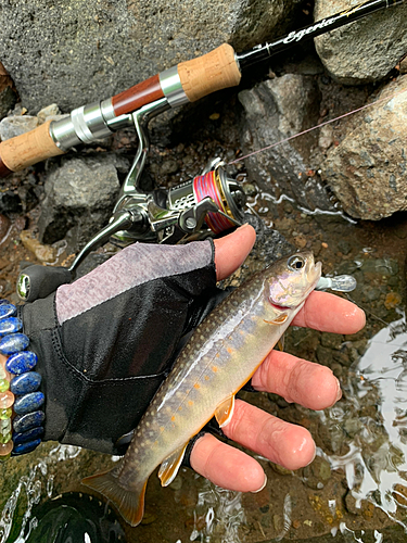 イワナの釣果