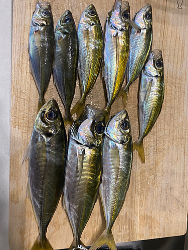 アジの釣果