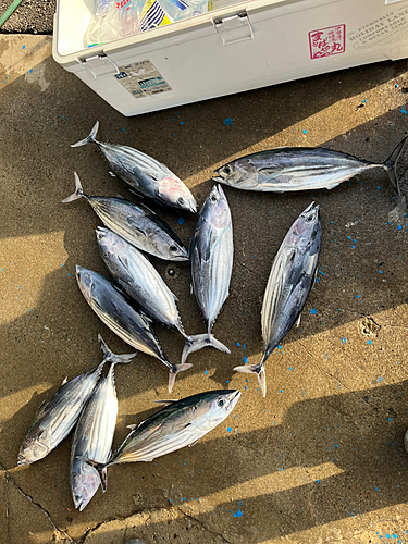 カツオの釣果