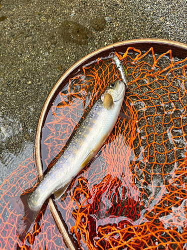 イワナの釣果