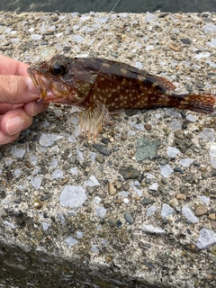 カサゴの釣果