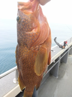 アコウの釣果