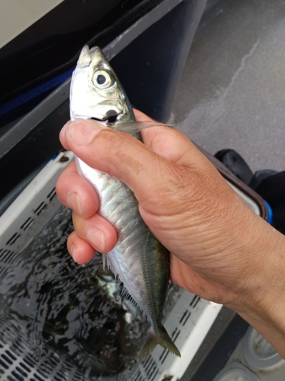 さちこさんの釣果 2枚目の画像