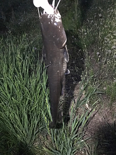 マナマズの釣果