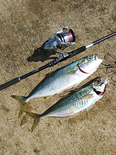 イナダの釣果