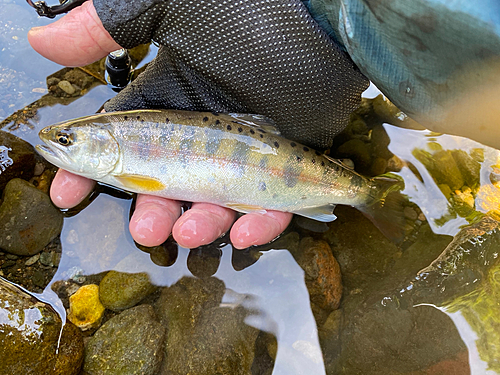 ヤマメの釣果