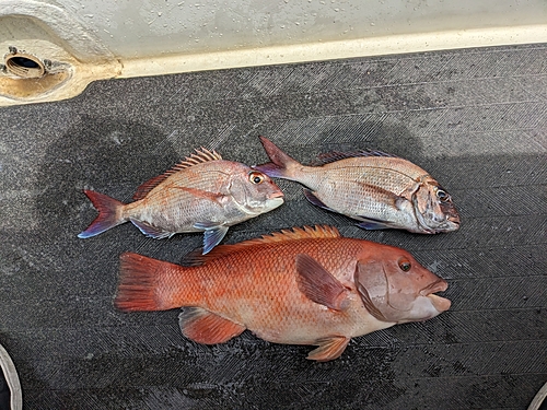 マダイの釣果