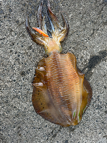 アオリイカの釣果