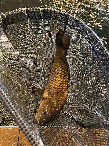 コイの釣果