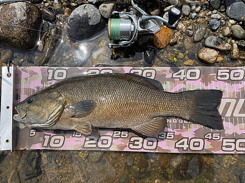 スモールマウスバスの釣果