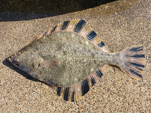 カレイの釣果