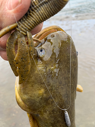 ナマズの釣果