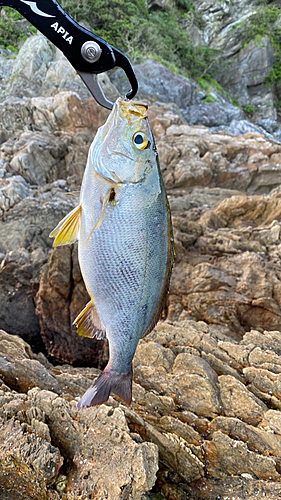 イサキの釣果