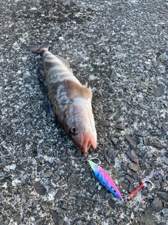 ホッケの釣果