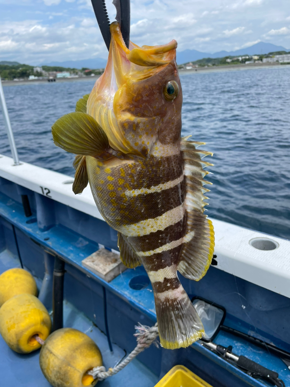 アオハタ