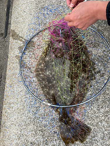 ヒラメの釣果