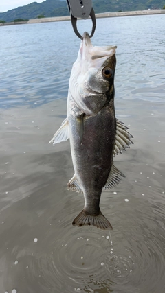 スズキの釣果