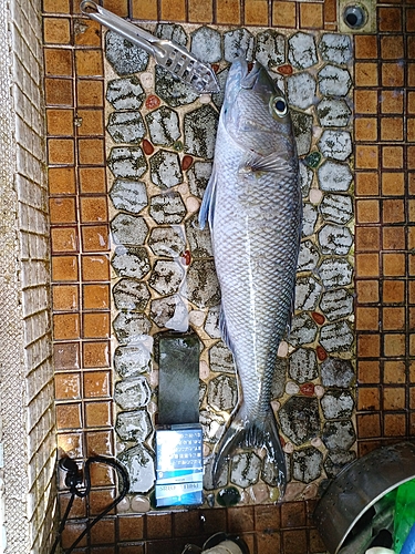 アオチビキの釣果